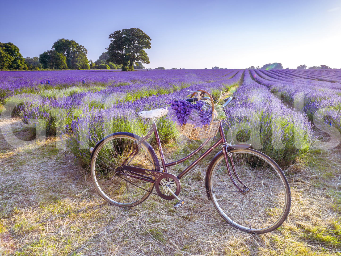 Bicycle in Lavender field Wall Mural