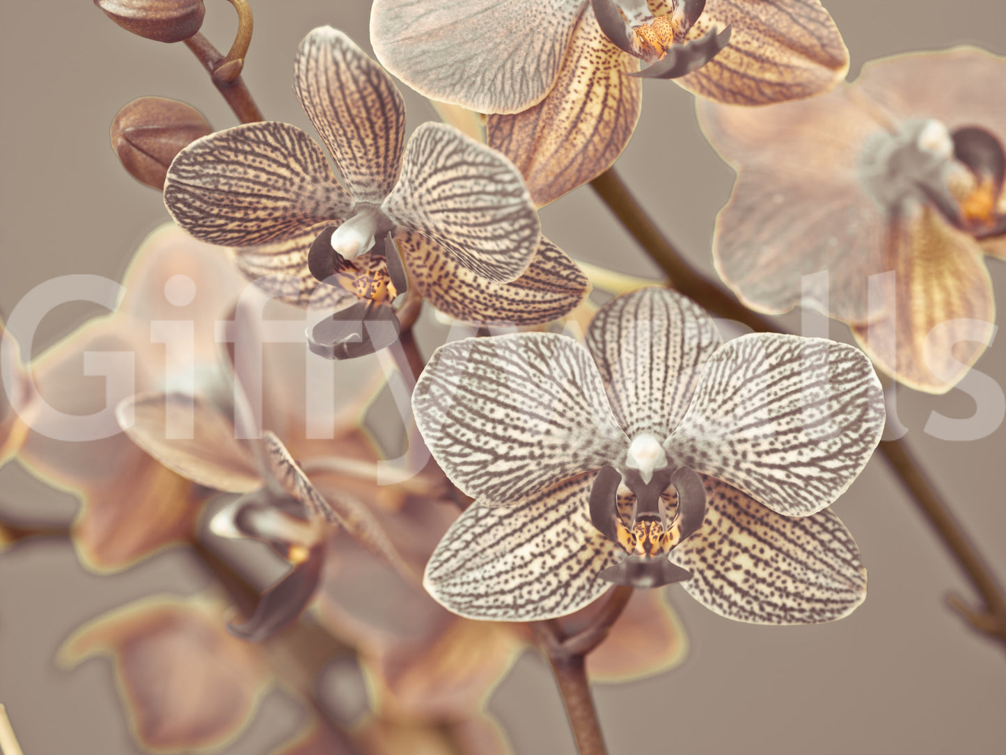 Orkidé hvisken vægmaleri