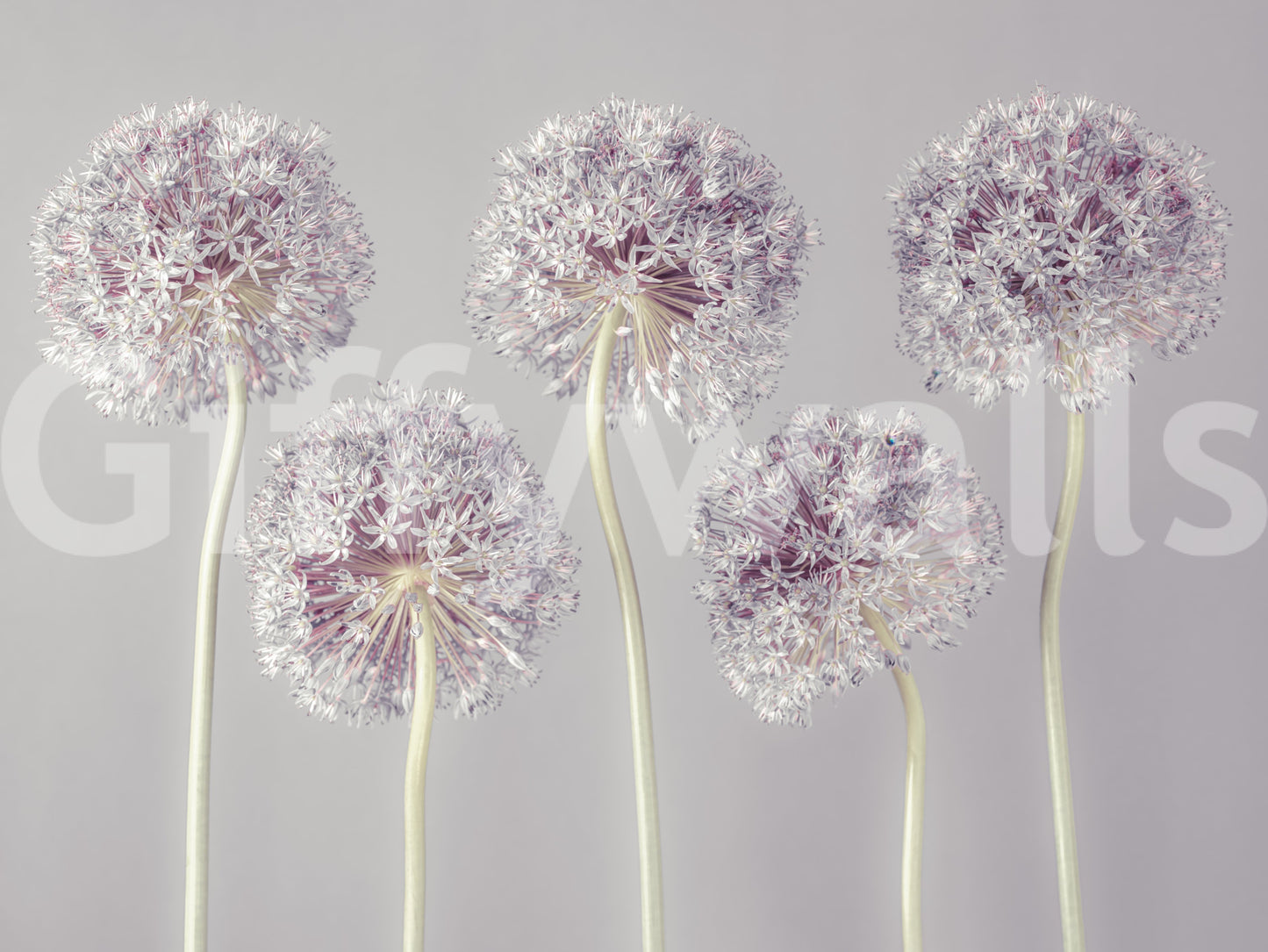 Wandbild „Allium Dreams“