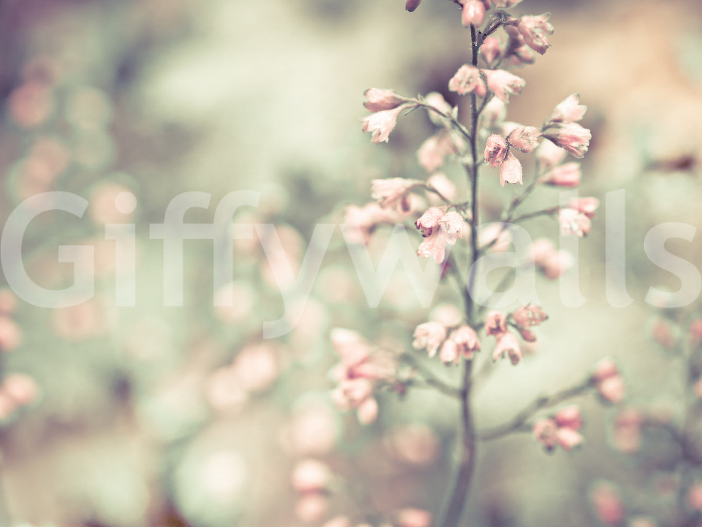 Fresque murale d'heuchère en fleurs
