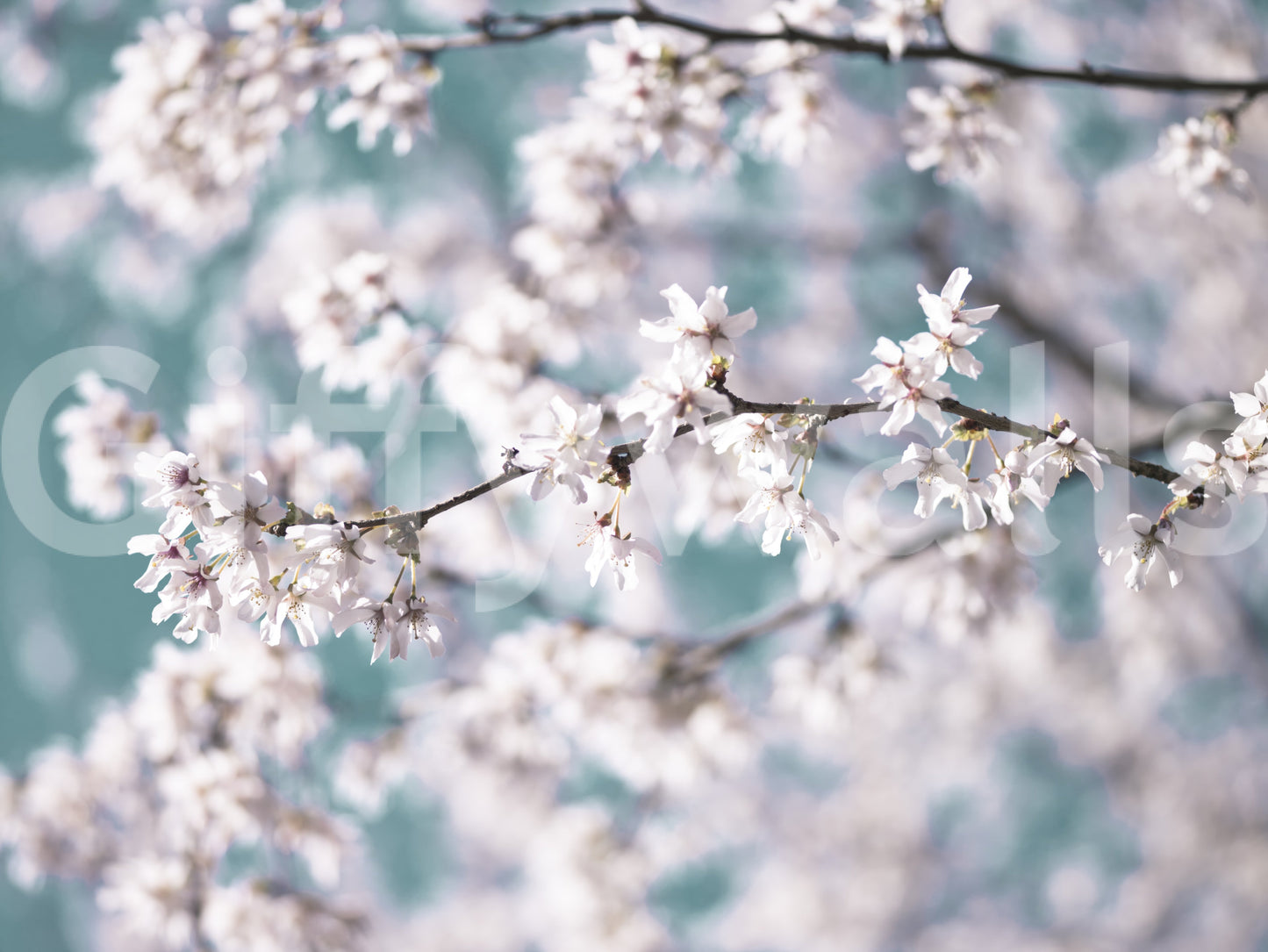 チェリーブルームセレニティウォールミューラル