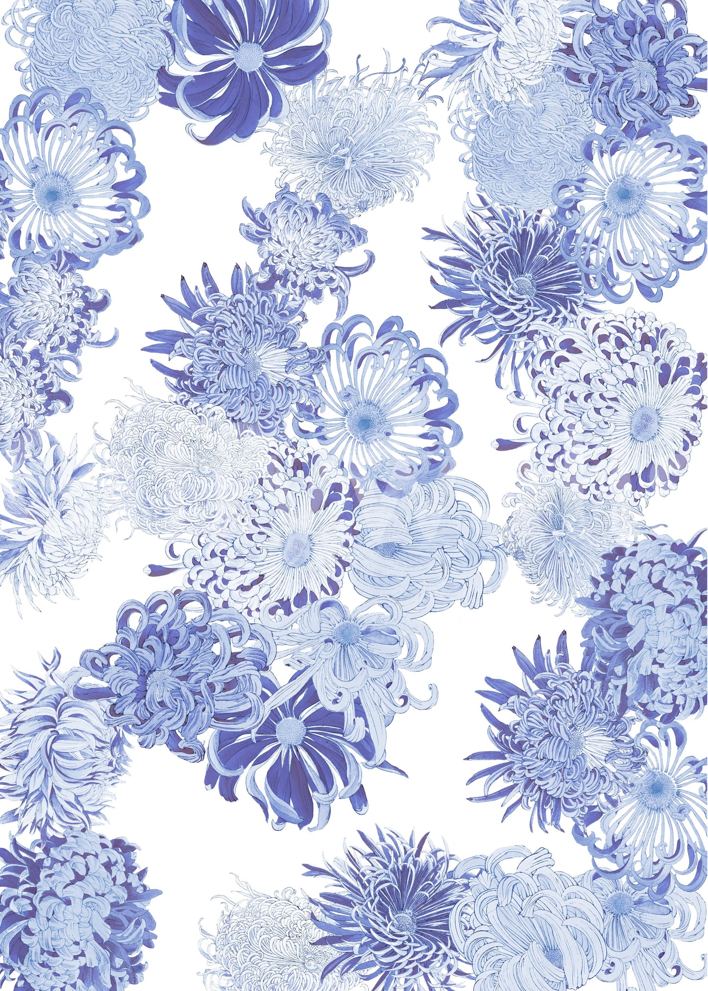 Fresque murale Cascade de chrysanthèmes bleus