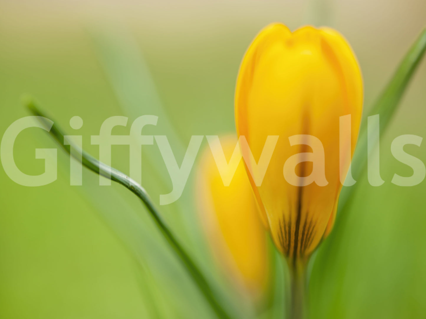 Slim green blades cross the lower frame of the Serenity crocus wall mural