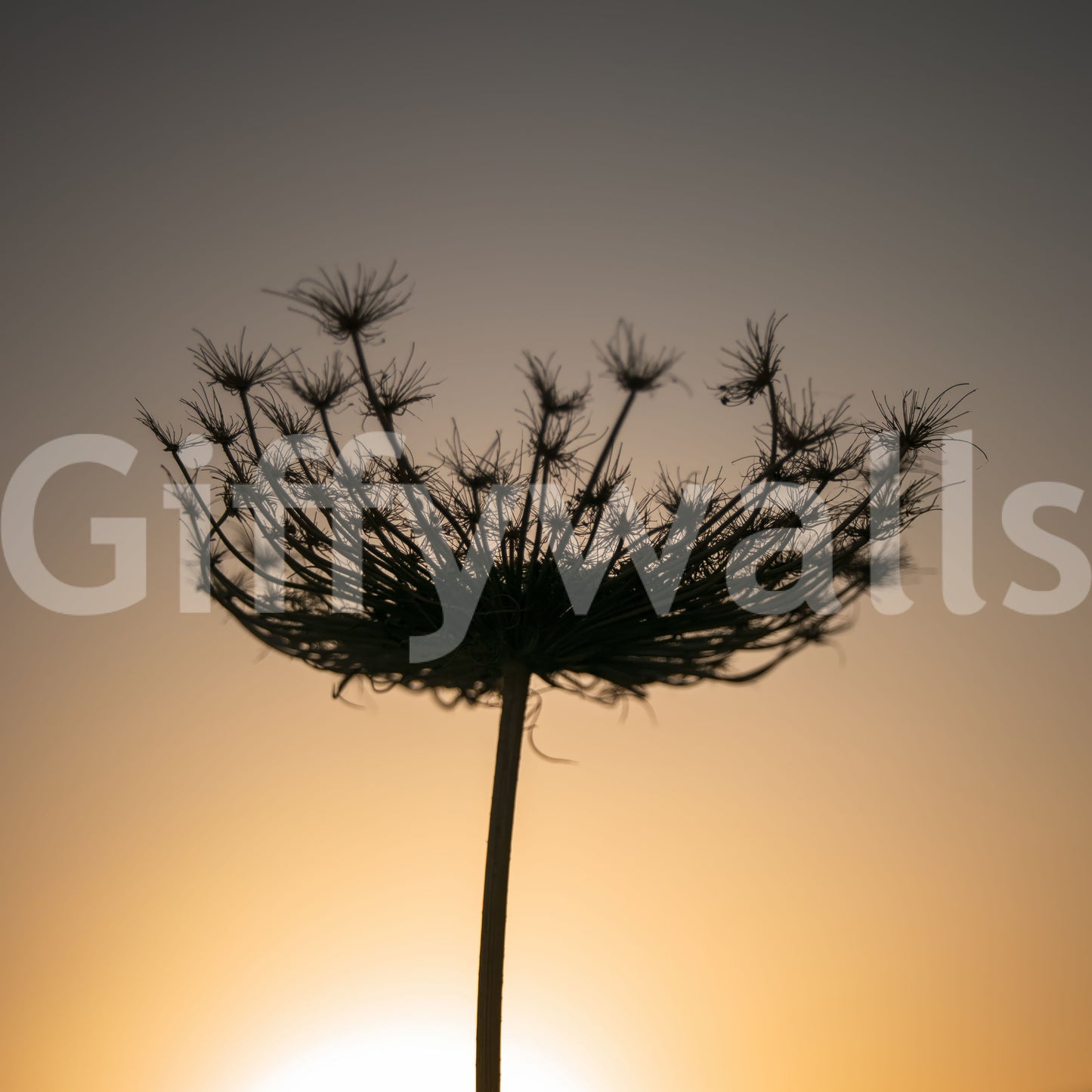 Single bloom dominates a warm sunset in the Seed Head Silhouette wall mural piece.