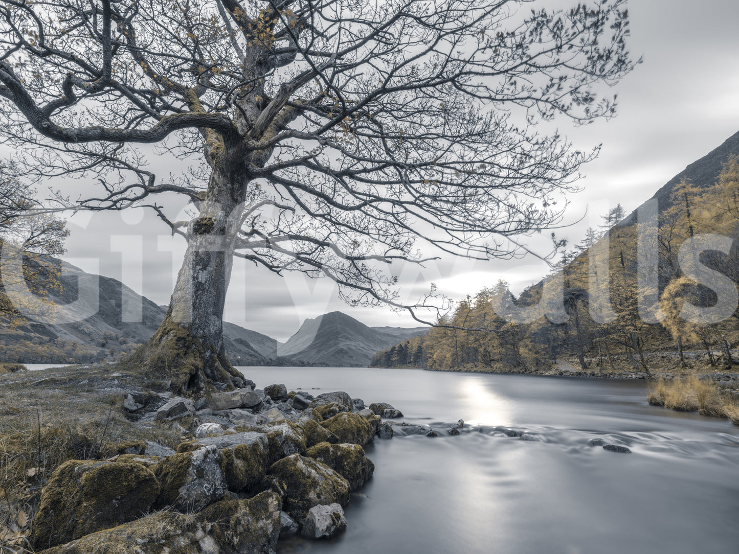 Ancient Oak, Silent Waters Wandbild