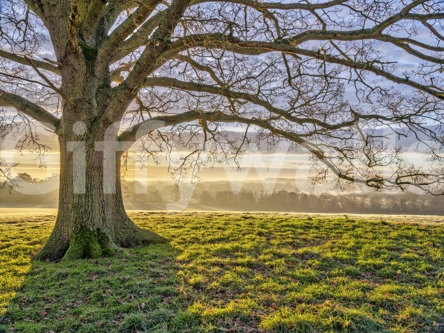 Goldene Morgendämmerung Eichenbaum Wandbild
