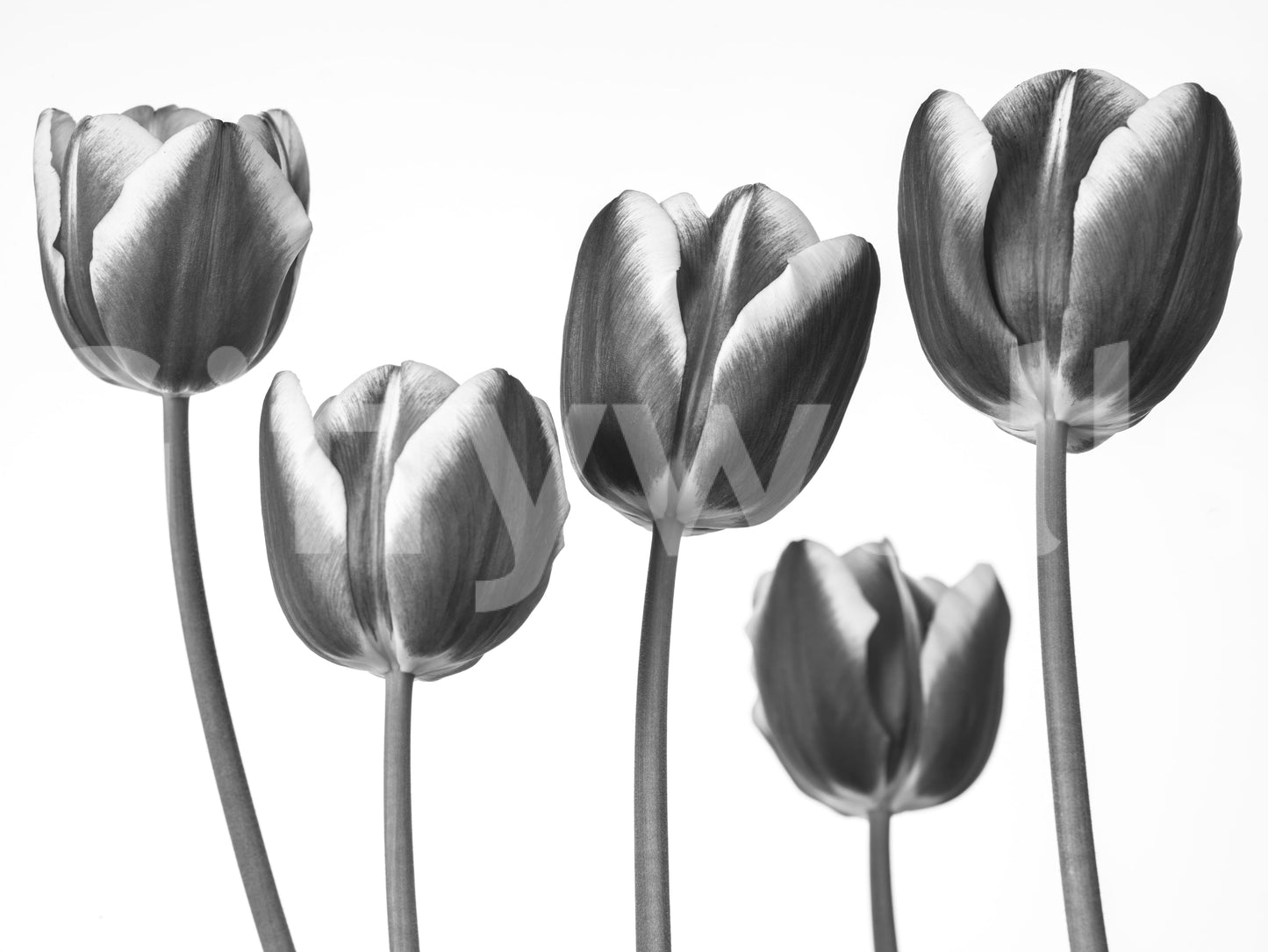 Elegant Monokrome Tulipaner Tapet Vægmural