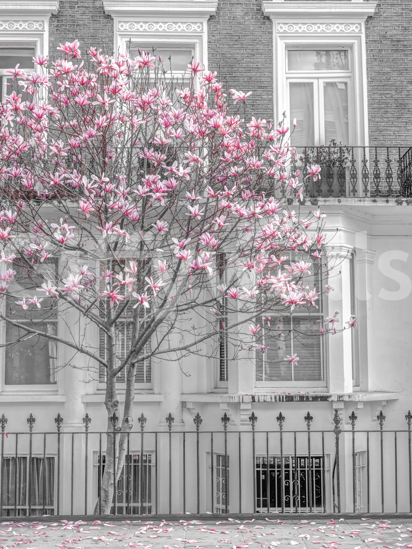Keväinen magnolia Urban Bloom -seinämaalaus