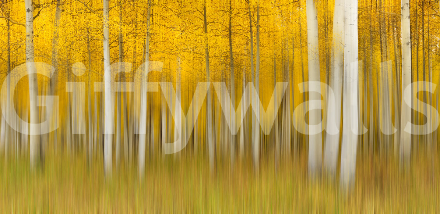 Golden Aspen Forest Motion Wall Mural