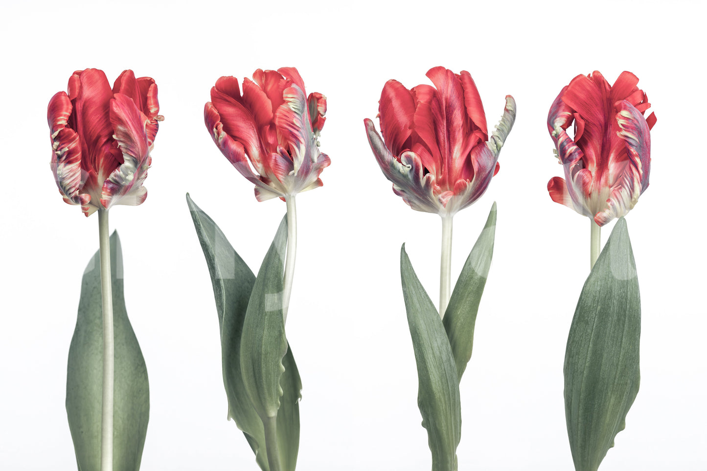 Crimson Parrot Tulip Study Vægmaleri