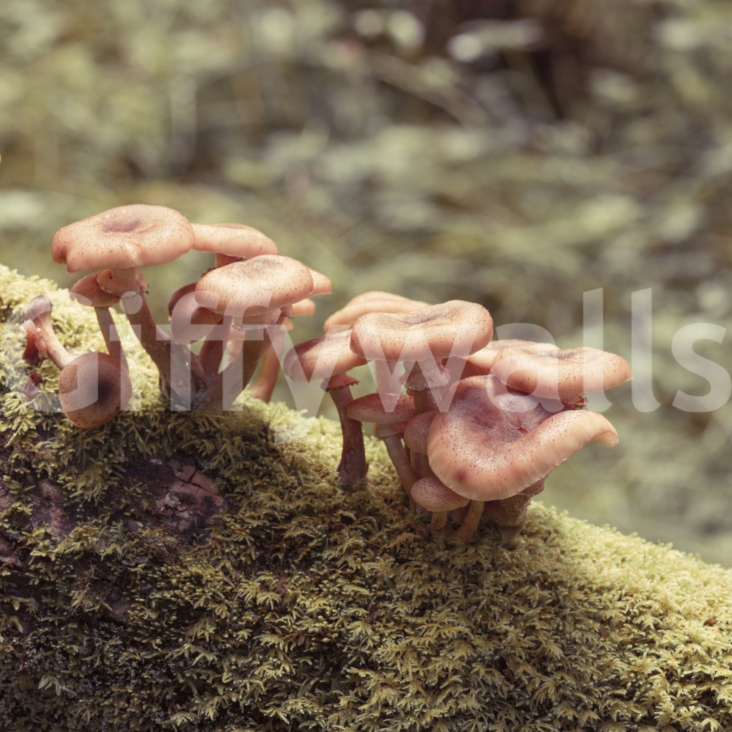 Woodland Fungi Blødt Fokus Botanisk Vægmaleri