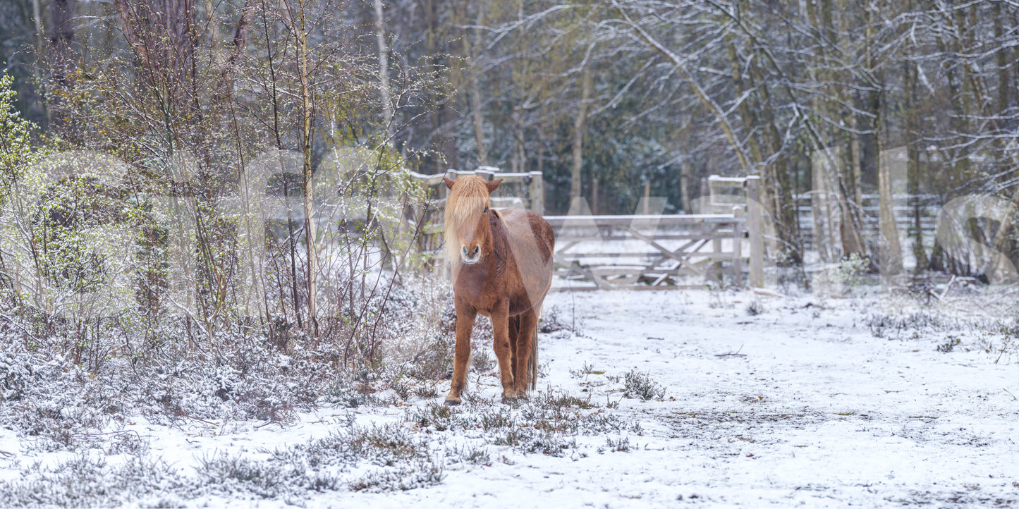 Rustik vinter-skov med pony-vægmaleri