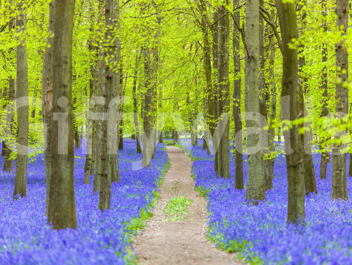 Wandbild „Weg durch den üppig grünen Frühlingswald“