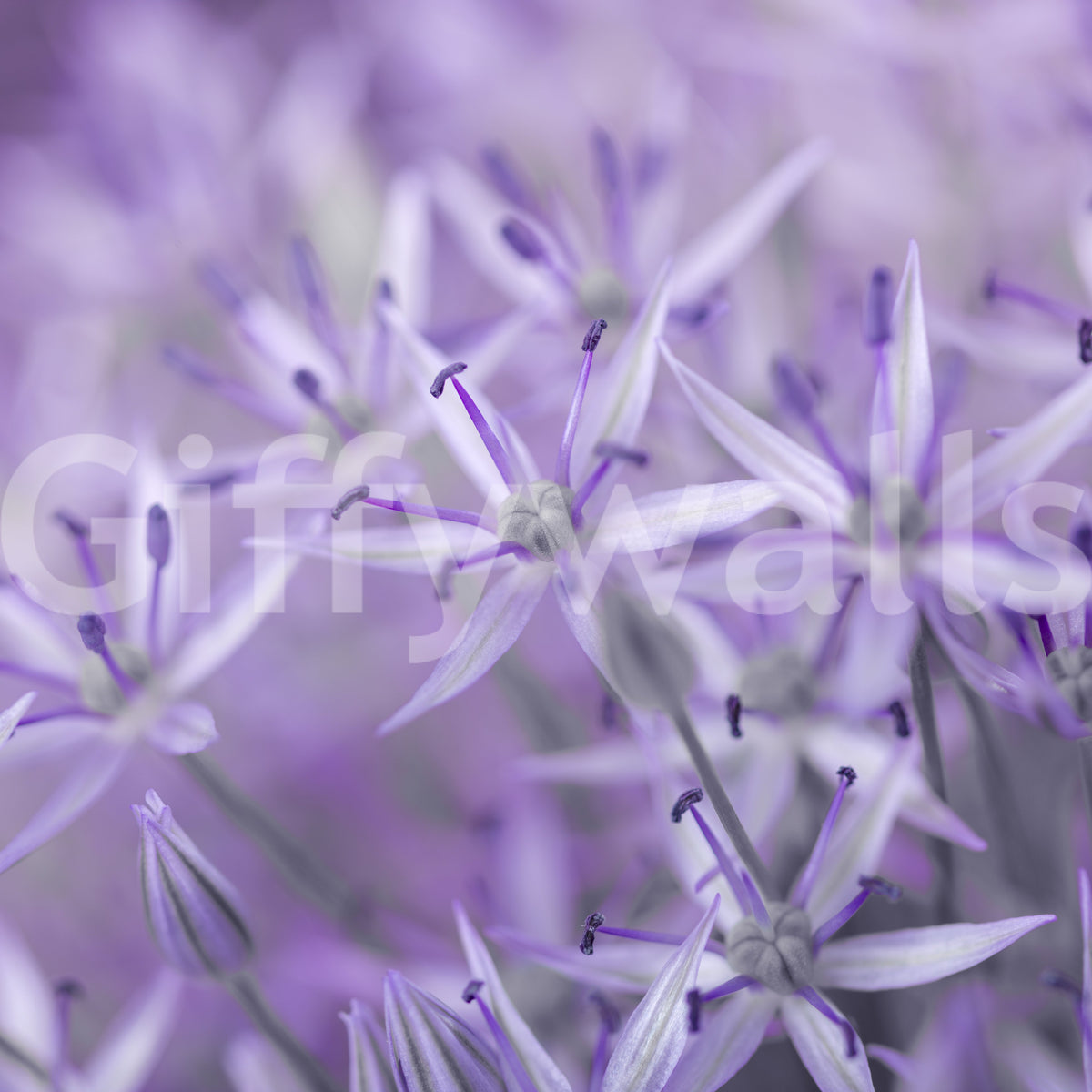 Violetter Allium-Makroblüten-Wandbild