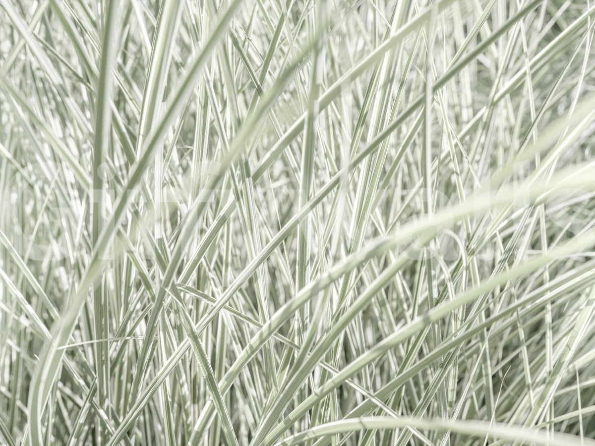 Close-up swatch of biophilic wallpaper with sage and silver grass blades GD13142
