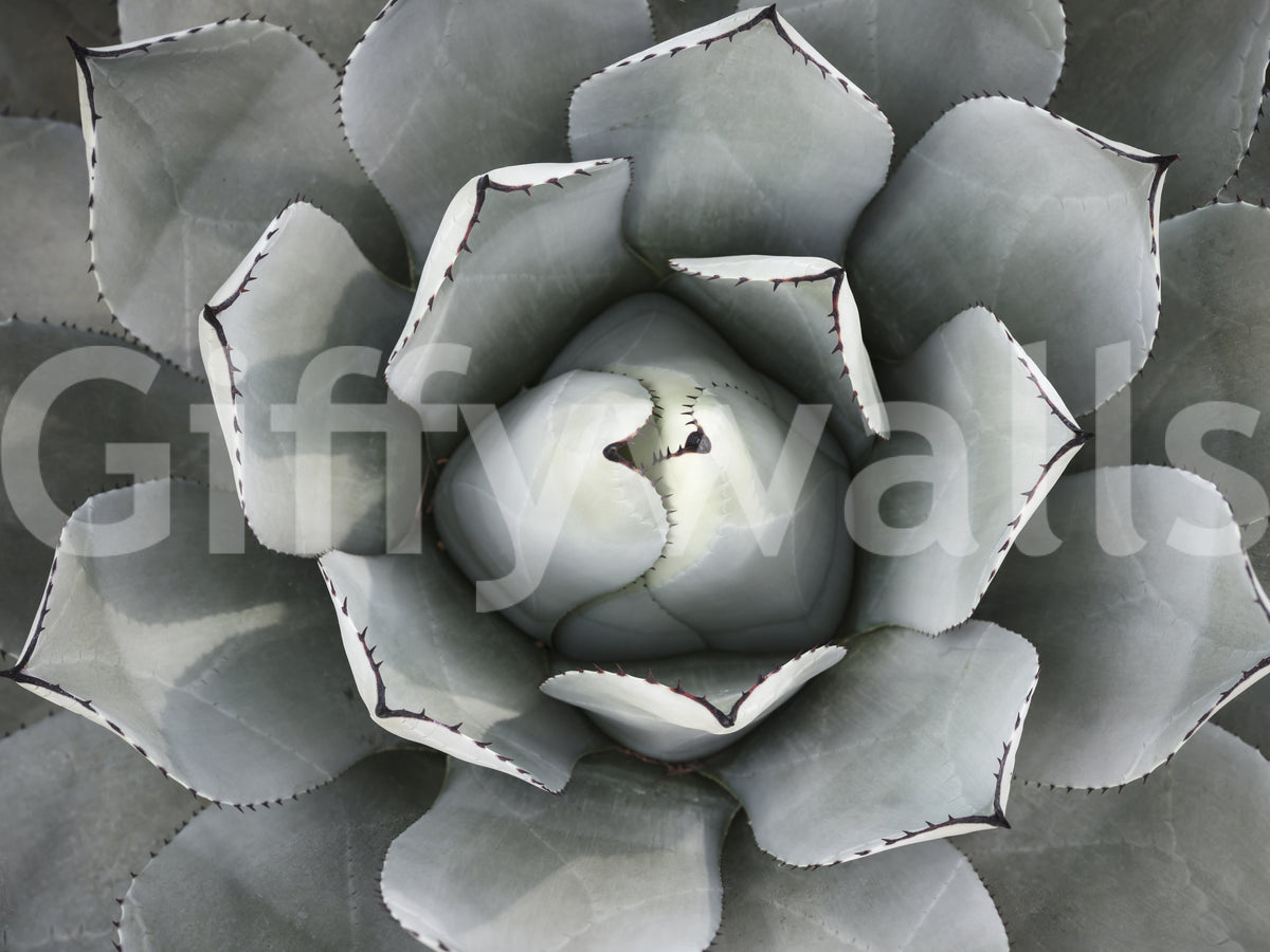 Full view of the botanical wallpaper with a gray green agave and dark spiny leaf edges GD13148