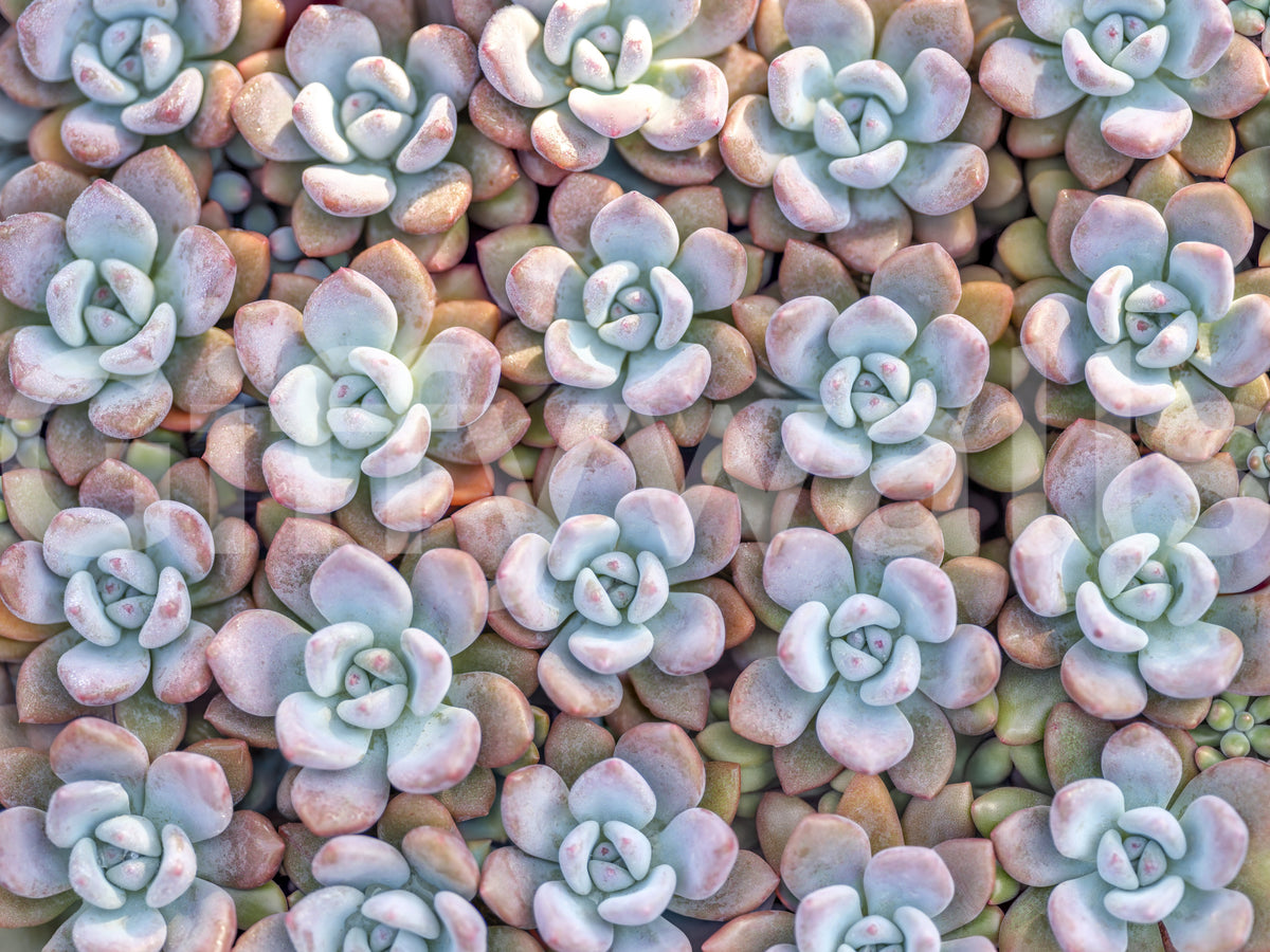 Vægmaleri med sukkulentmotiv fra Desert Bloom