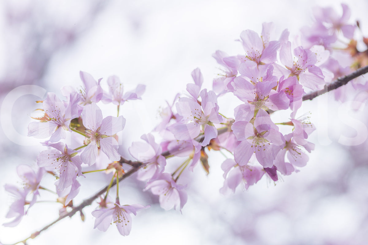 Minimalistisk väggmålning med vårens blomblad