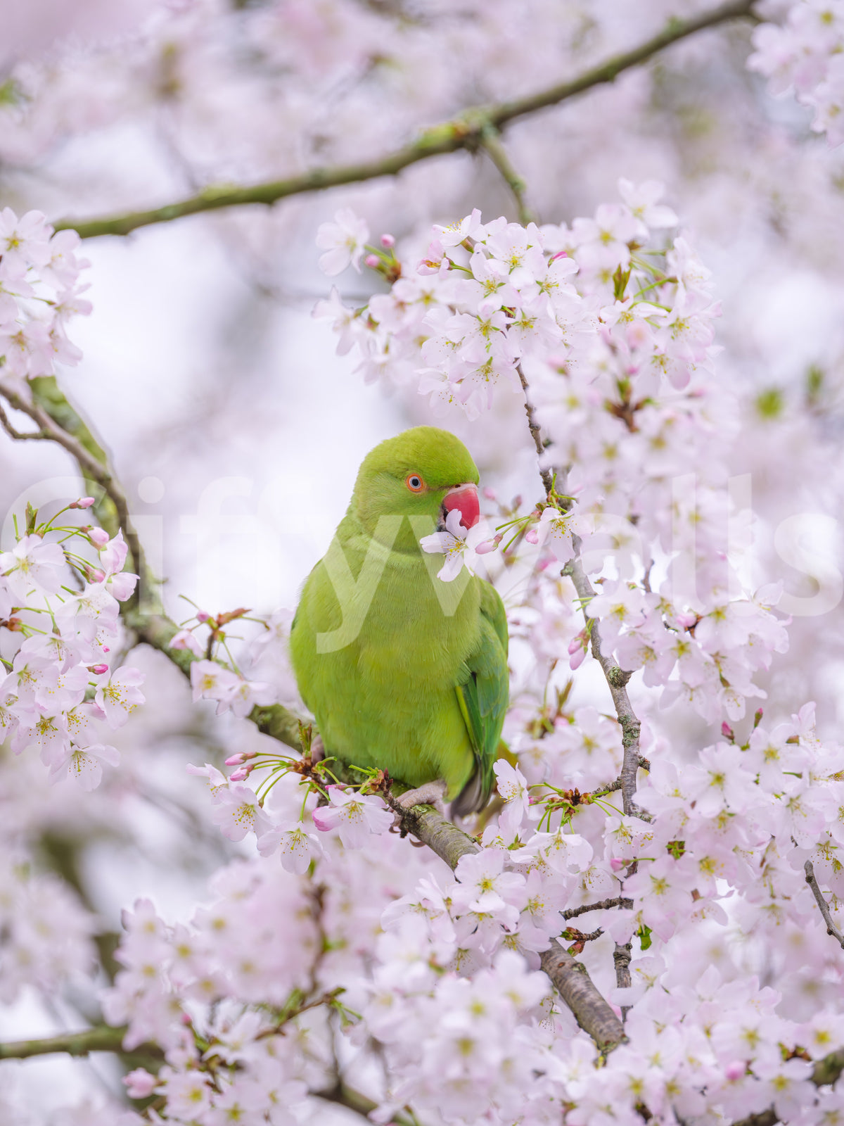 Wandbild mit floralem Vogelparadies