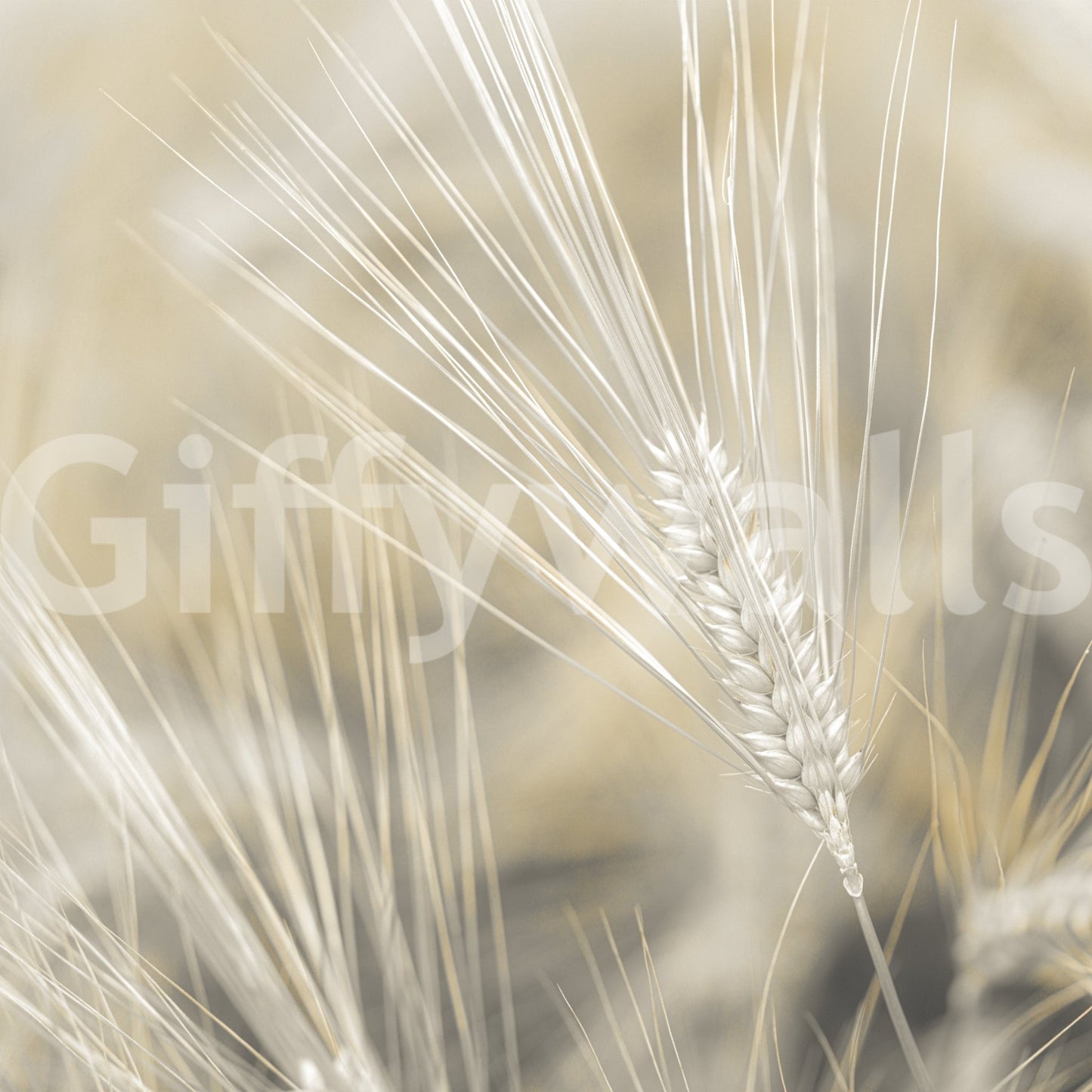 Organic wheat design mural adding warmth to your home