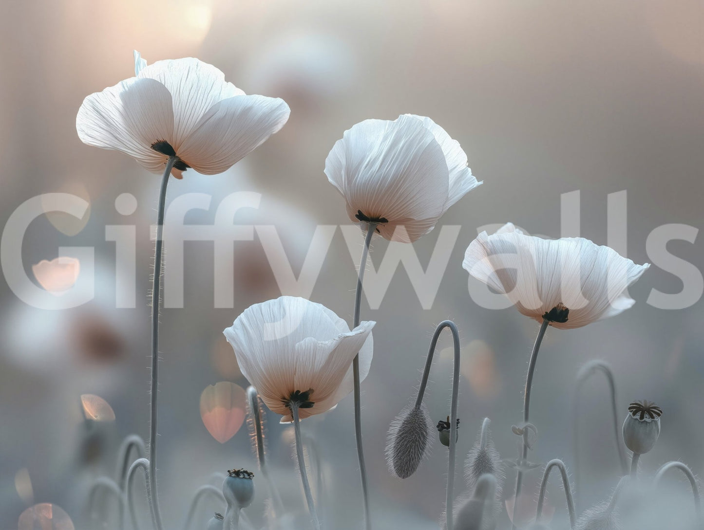 a painting of white poppies