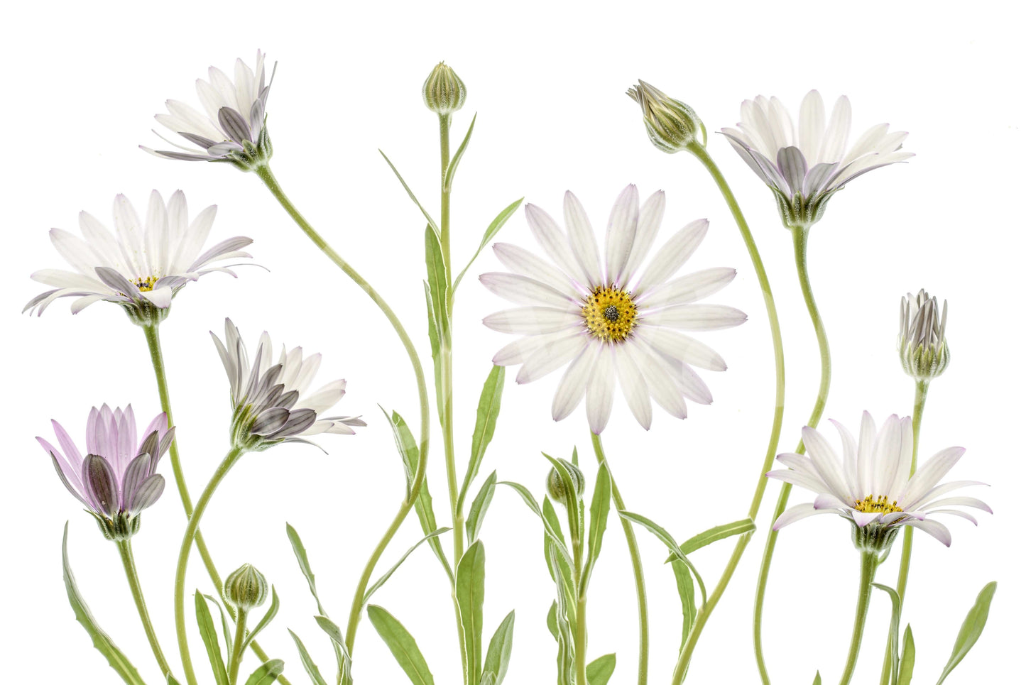 An artistic nature inspired mural for home decor.