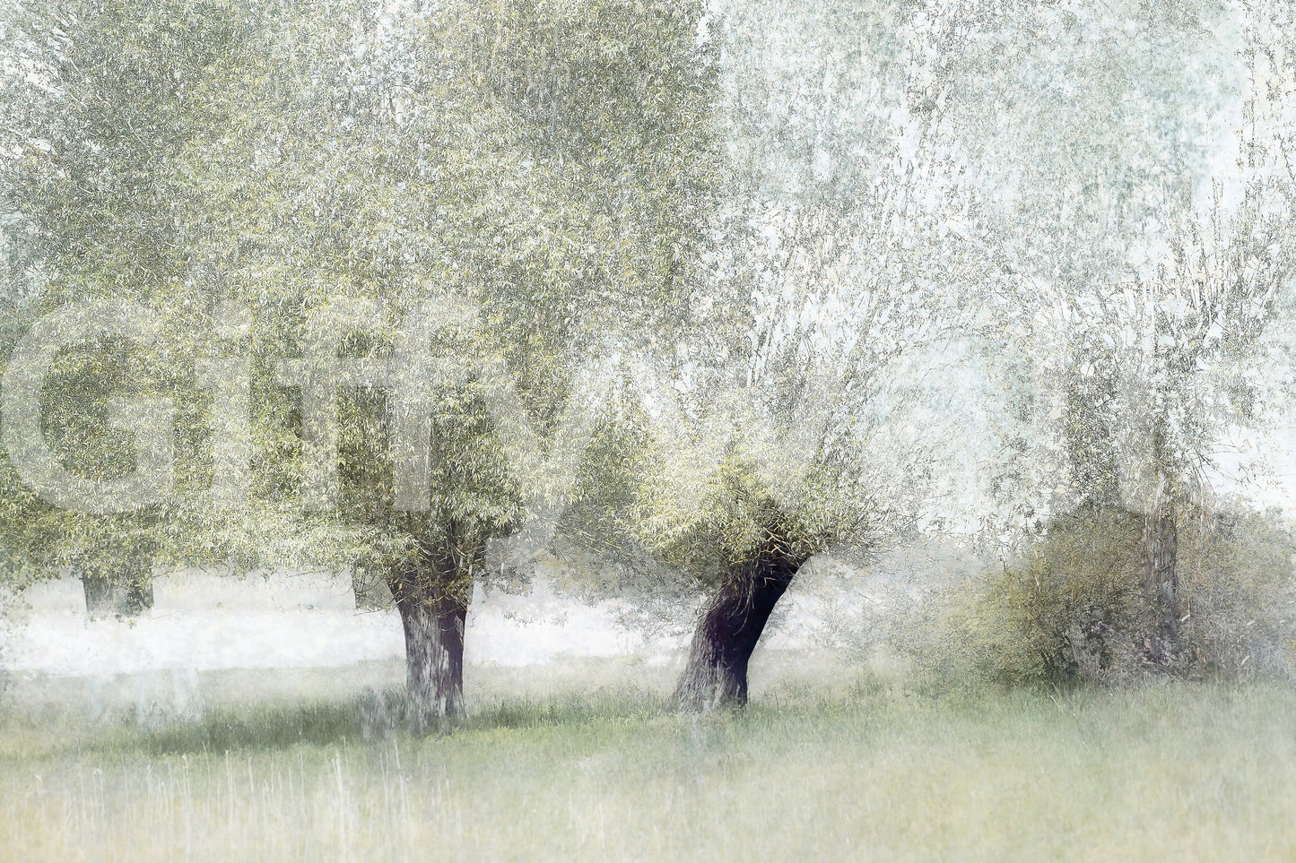 A high-quality serene leaf wall mural for walls.