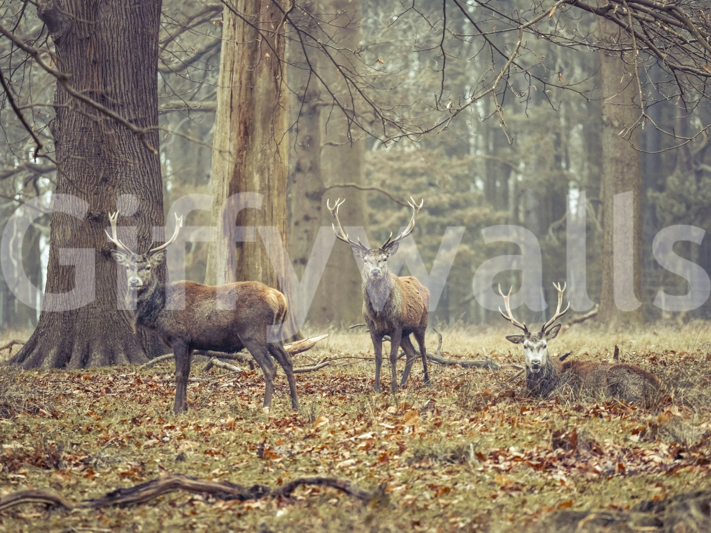 natural landscape with wildlife