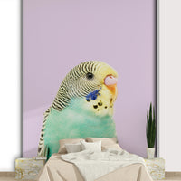 Colorful budgie wall mural for nature-inspired decor

