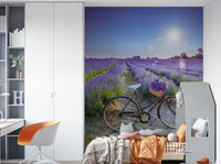 Cycle in Lavender Field Wall Mural with vintage bicycle.

