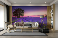 Beautiful golden hour sunset over lavender in a wall mural.

