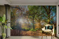 Autumn sunbeams wall mural


