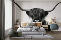 Elegant black‑white mural featuring Scottish cattle close‑up

