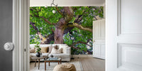 Upward view oak tree wallpaper

