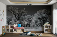 Timeless tree photography wall mural
