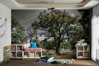 Calm tree wallpaper for walls
