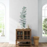 Distinctive silver-green leaves.

