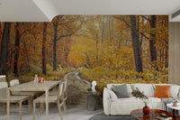 Woodland scene with autumn trees.

