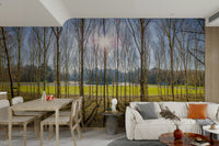 The trees are tall and numerous.

