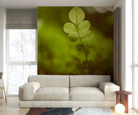 A serene botanical scene wall mural for your decor.

