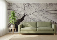 A beautiful serene forest wallpaper mural with subtle light.

