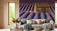 Lavender Haven Wall Mural featuring blooming lavender fields in soft purple tones.