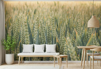 A serene wheat field wallpaper featuring soft golden stalks swaying gently in the breeze.