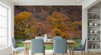 A scenic wallpaper capturing fall trees in full color, from bright orange to soft yellow.