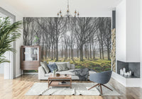 Scenic woodland wallpaper with the sun peeking through tree branches in a tranquil forest.