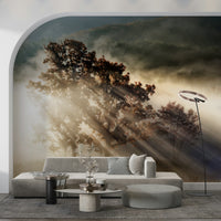 Breathtaking woodland scene, forest wallpaper, calming rural image effect.