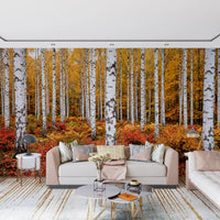 Home office wall mural capturing autumn birch woodland with vivid seasonal foliage depth