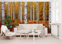 Lounge area wall mural featuring vibrant birches and fiery foliage texture layers