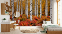 Bedroom wall mural with autumn grove birches and warm forest color layering detail