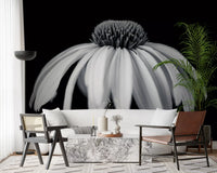 Monochrome Echinacea Bloom Wall Mural